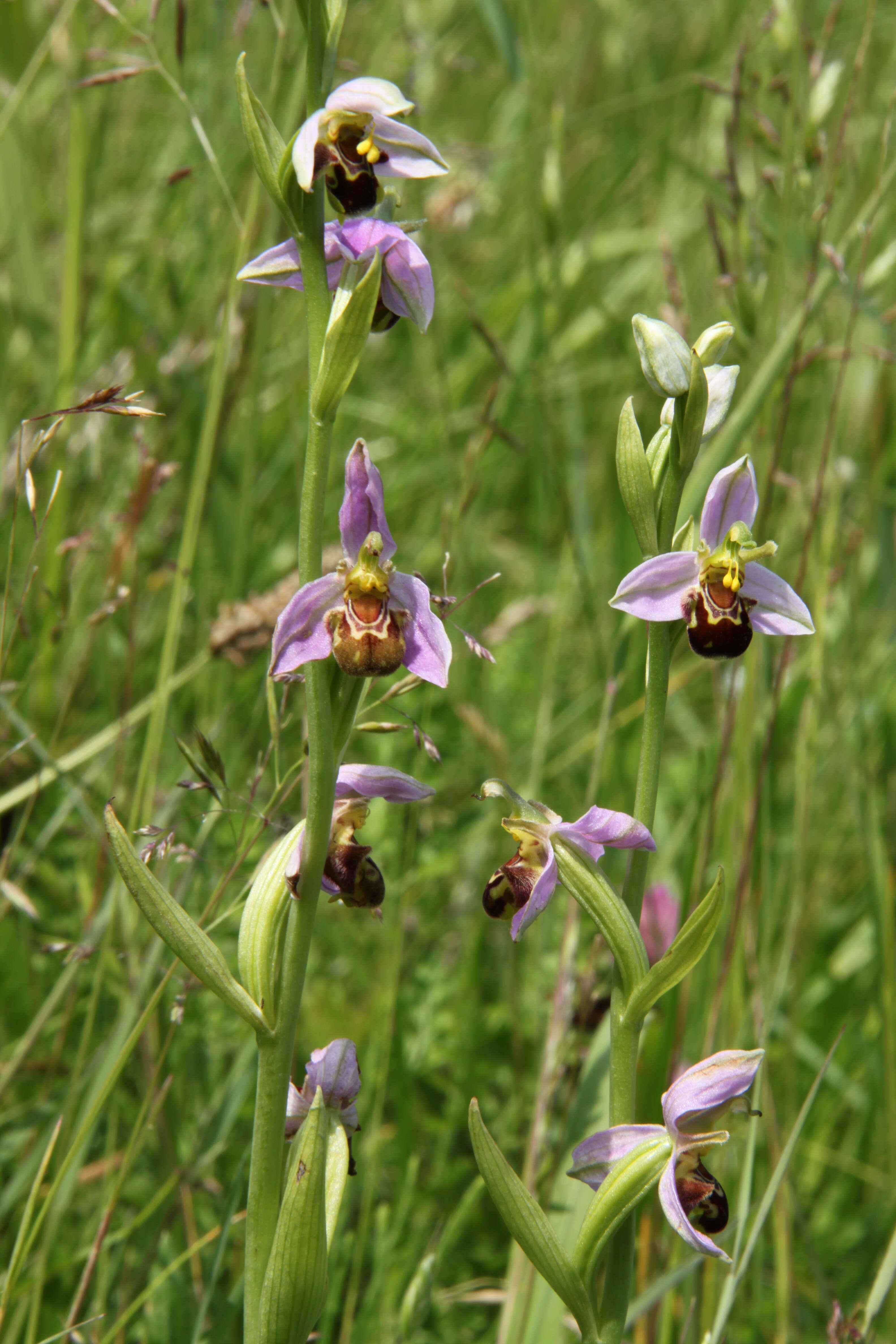 Image of Bee orchid