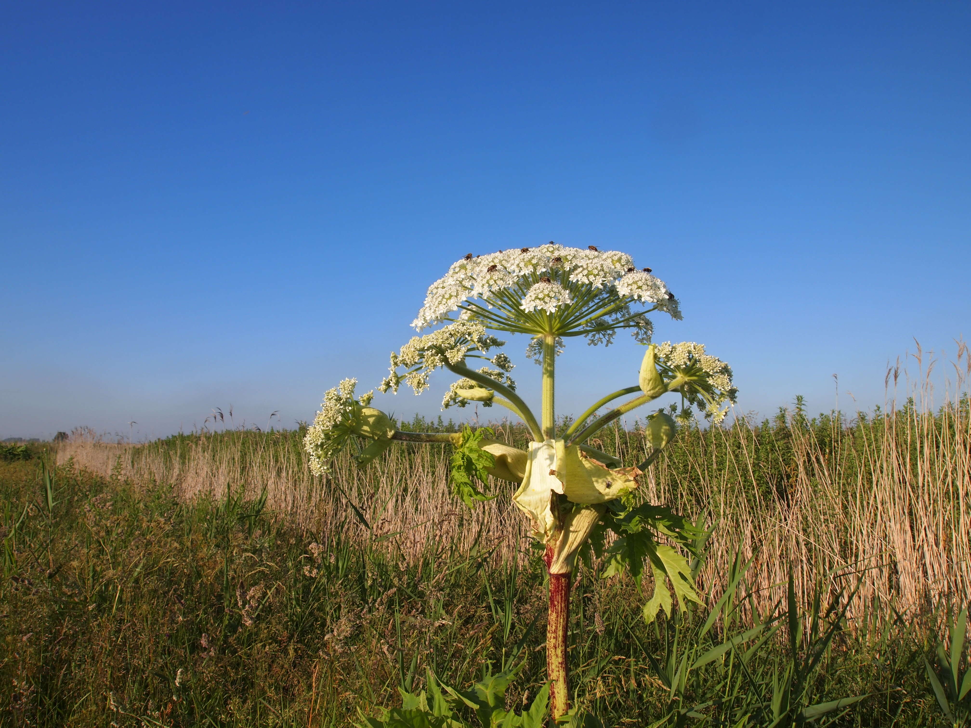 Image of Mantegazzi's Cow-Parsnip