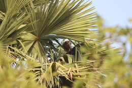 Image of palmyra palm