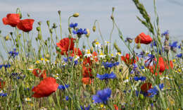 Anthemis arvensis L. resmi