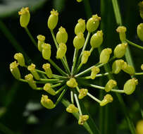 Image of wild parsnip