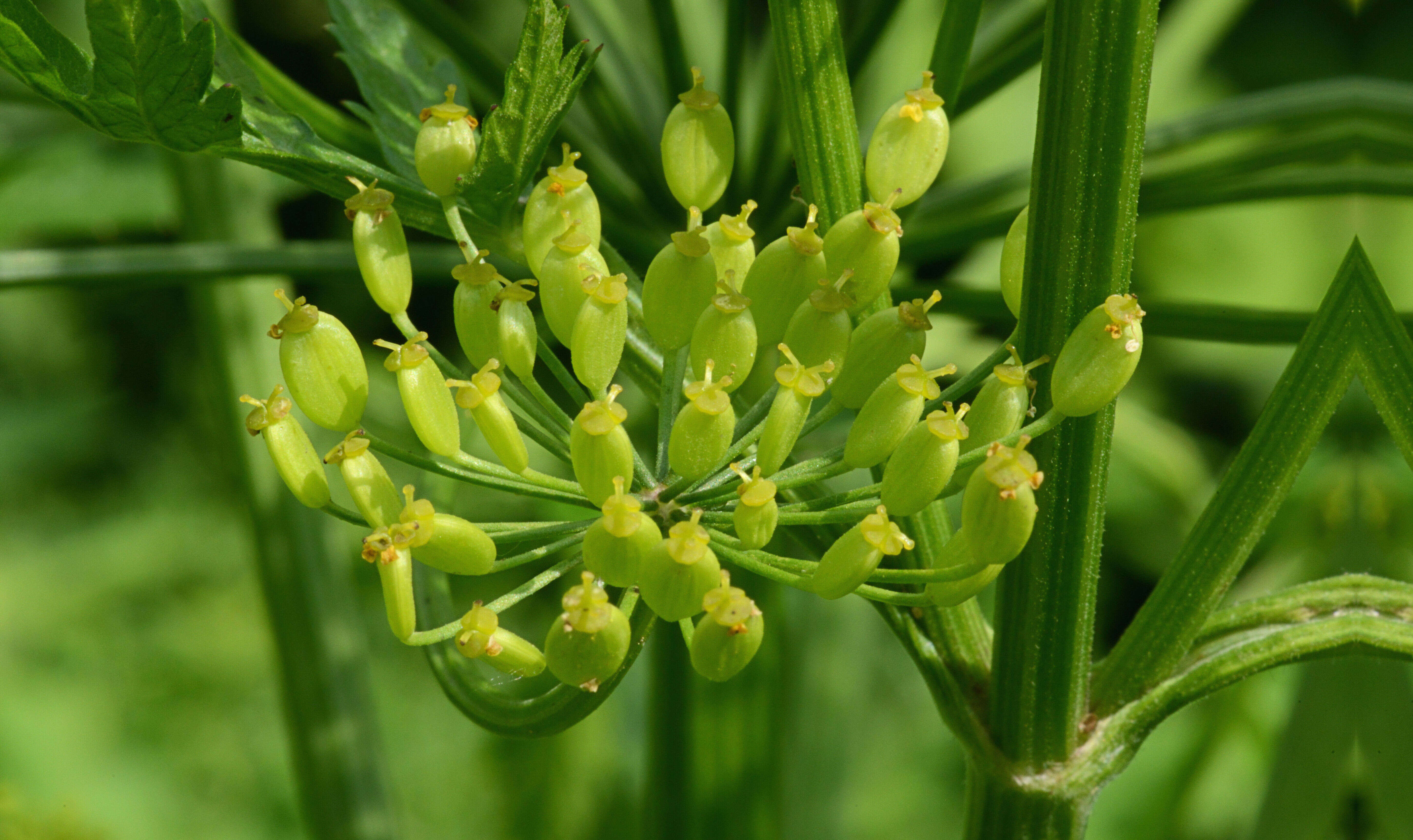 Image of wild parsnip