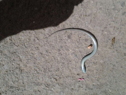 Image of Algerian Cylindrical Skink