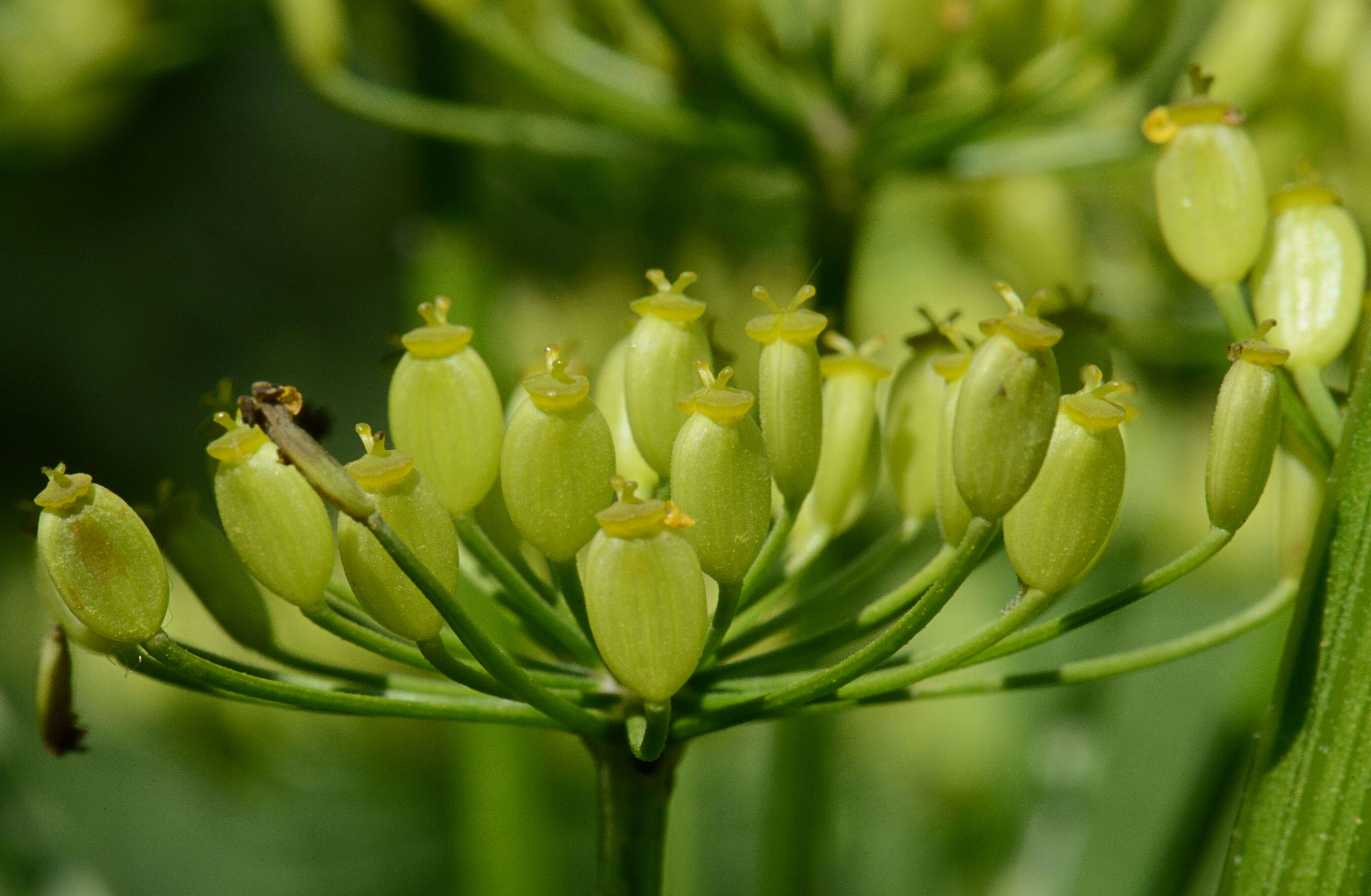 Image of wild parsnip