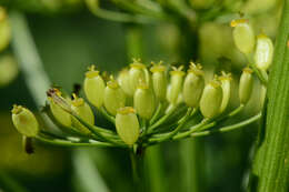 Image of wild parsnip