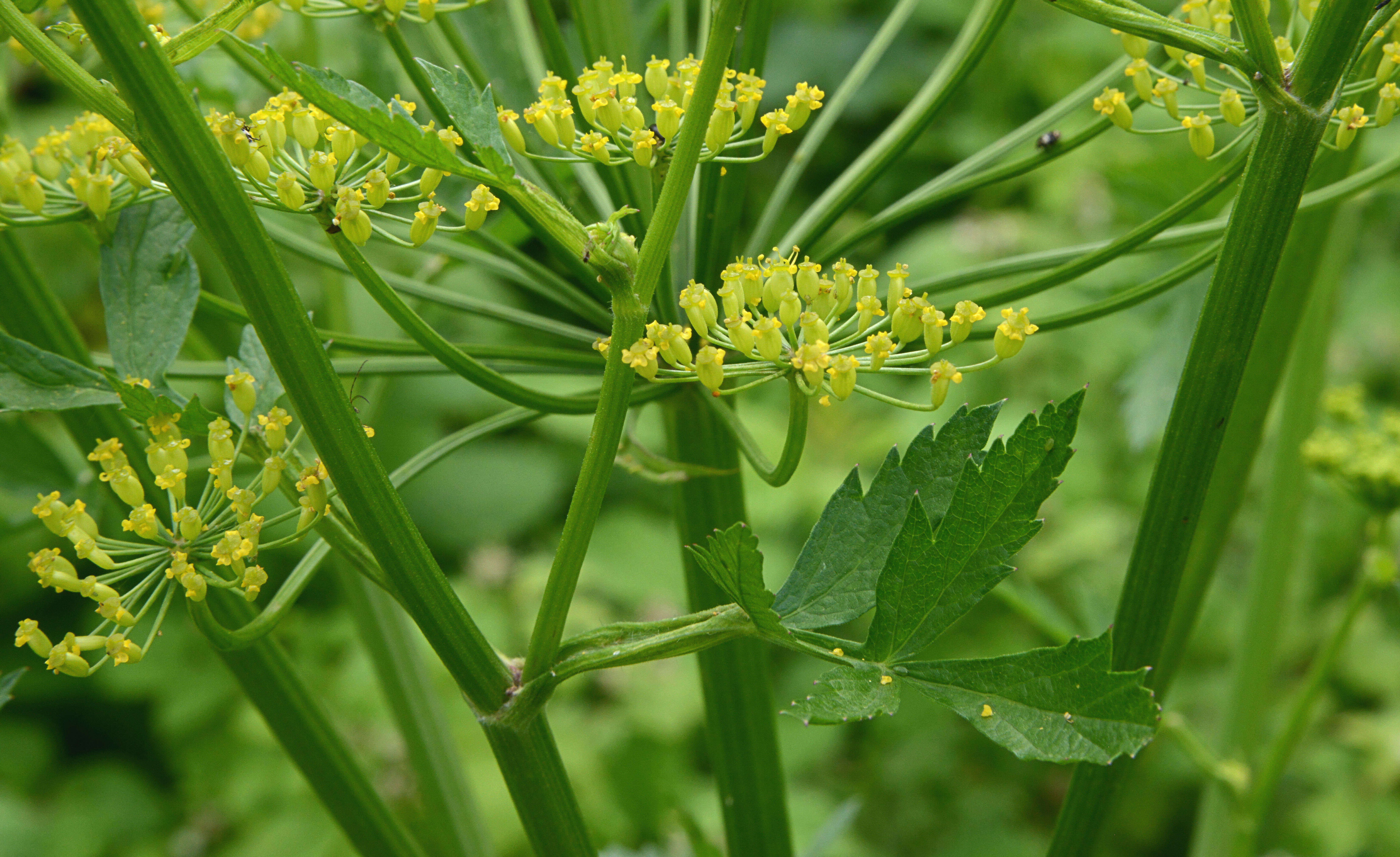 Image of wild parsnip