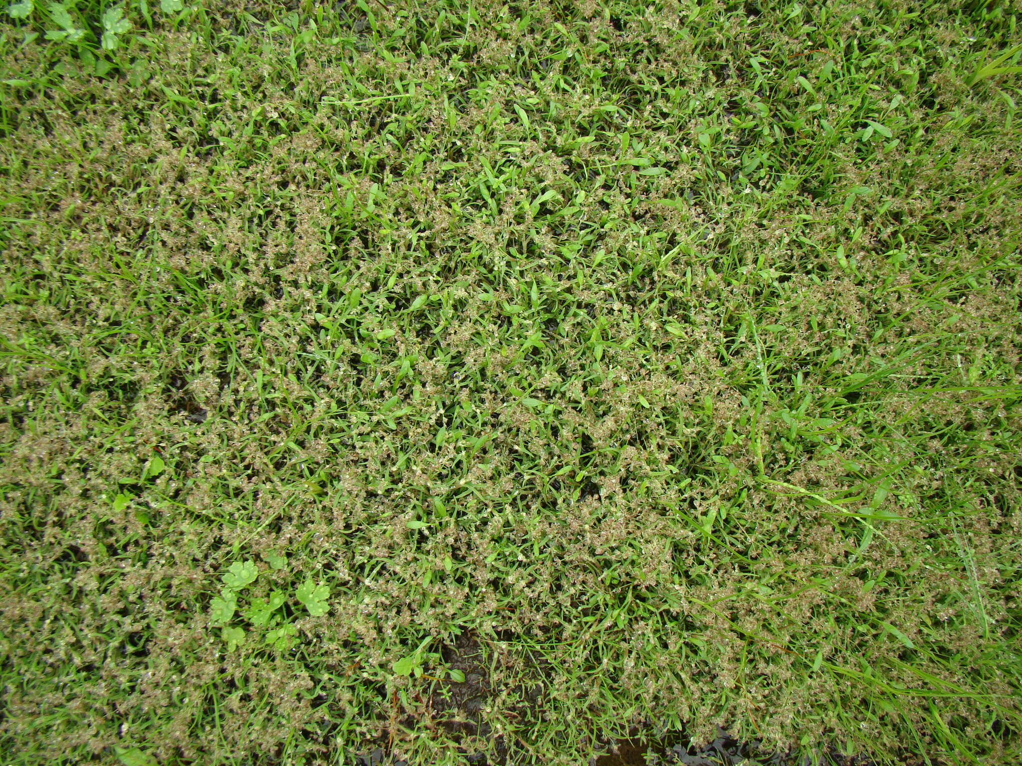 Image of mossgrass
