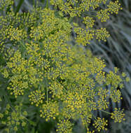 Image of wild parsnip