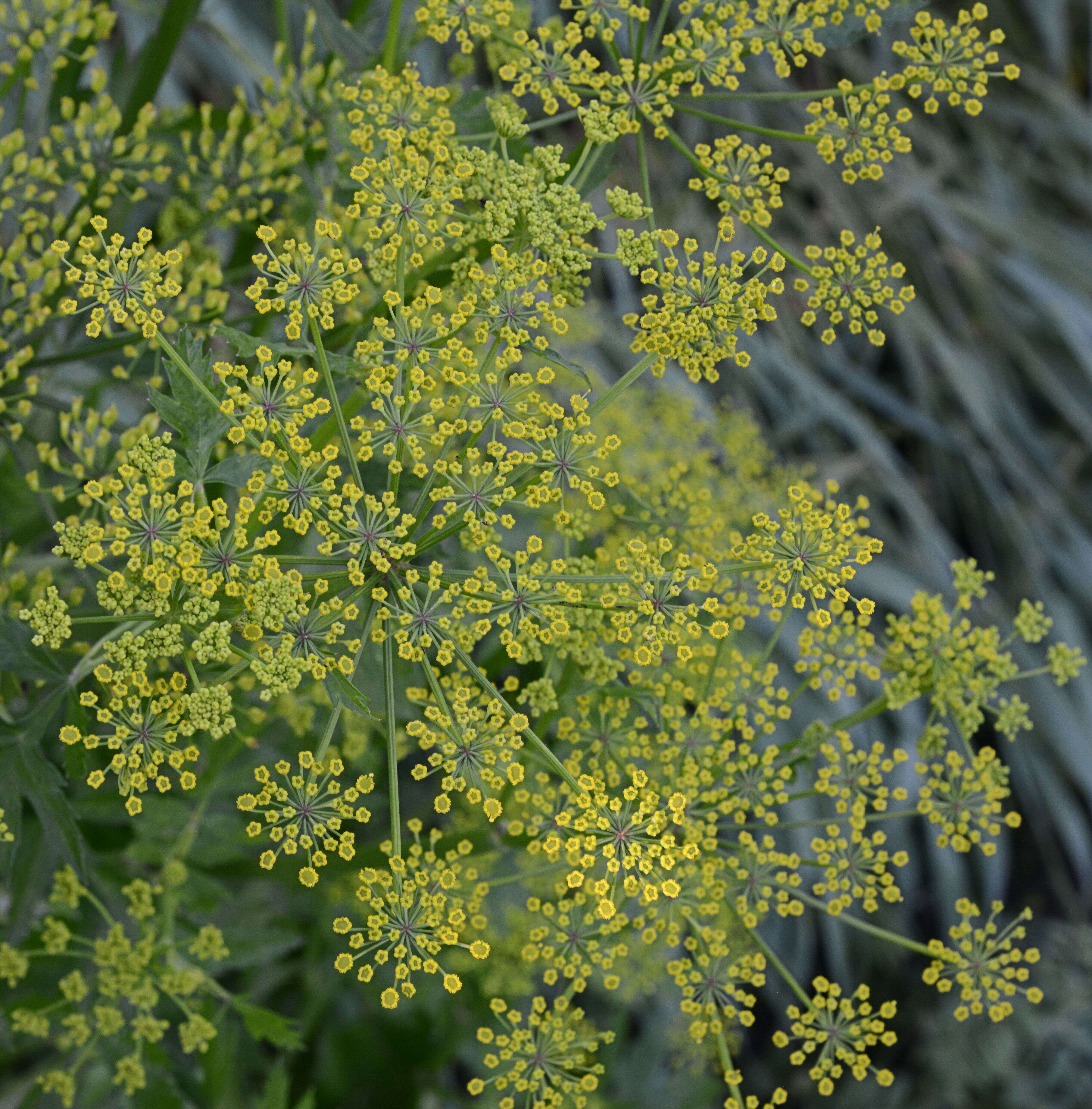 Image of wild parsnip