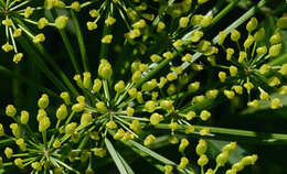 Image of wild parsnip