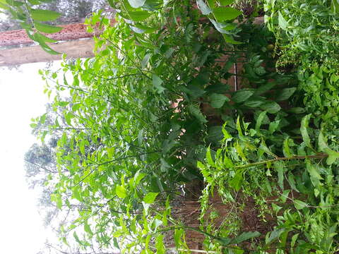 Image of American Nightshade