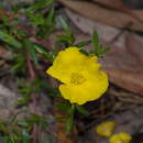 Image of Hibbertia procumbens (Labill.) DC.