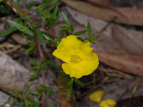 Plancia ëd Hibbertia procumbens (Labill.) DC.