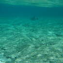 Image of Filefish