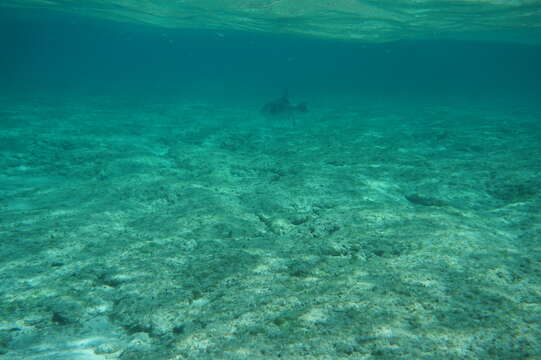 Image of Filefish