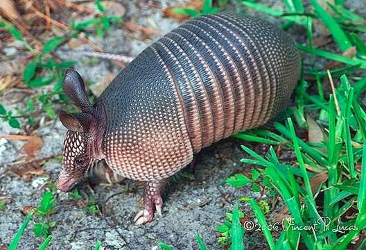 Image of long-nosed armadillos