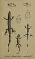 Image de Cryptoblepharus egeriae (Boulenger 1888)