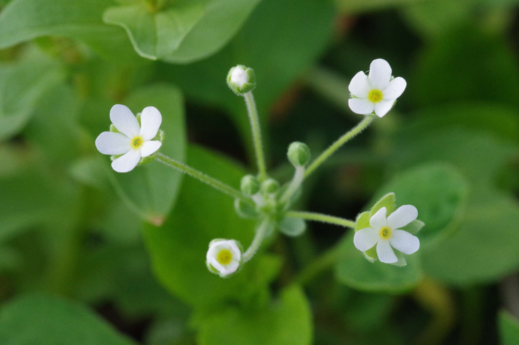 Image of Androsace umbellata (Lour.) Merr.