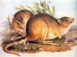 Image of desert rat kangaroo