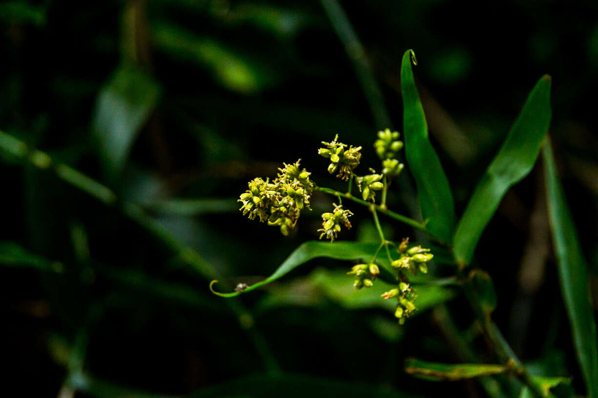 Image of Climbing bamboo