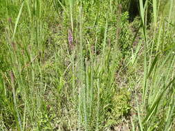 Image of prairie blazing star