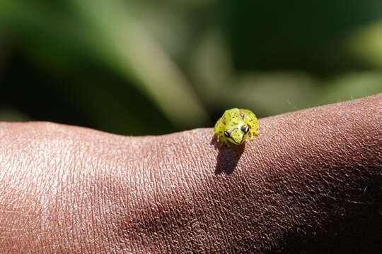 Imagem de Guibemantis pulcher (Boulenger 1882)