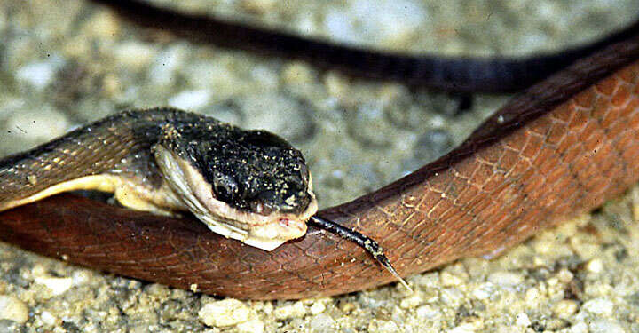 Image of Black-headed Cat Snake