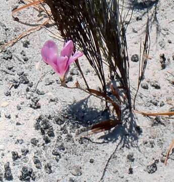 Image of Tritonia squalida (Aiton) Ker Gawl.