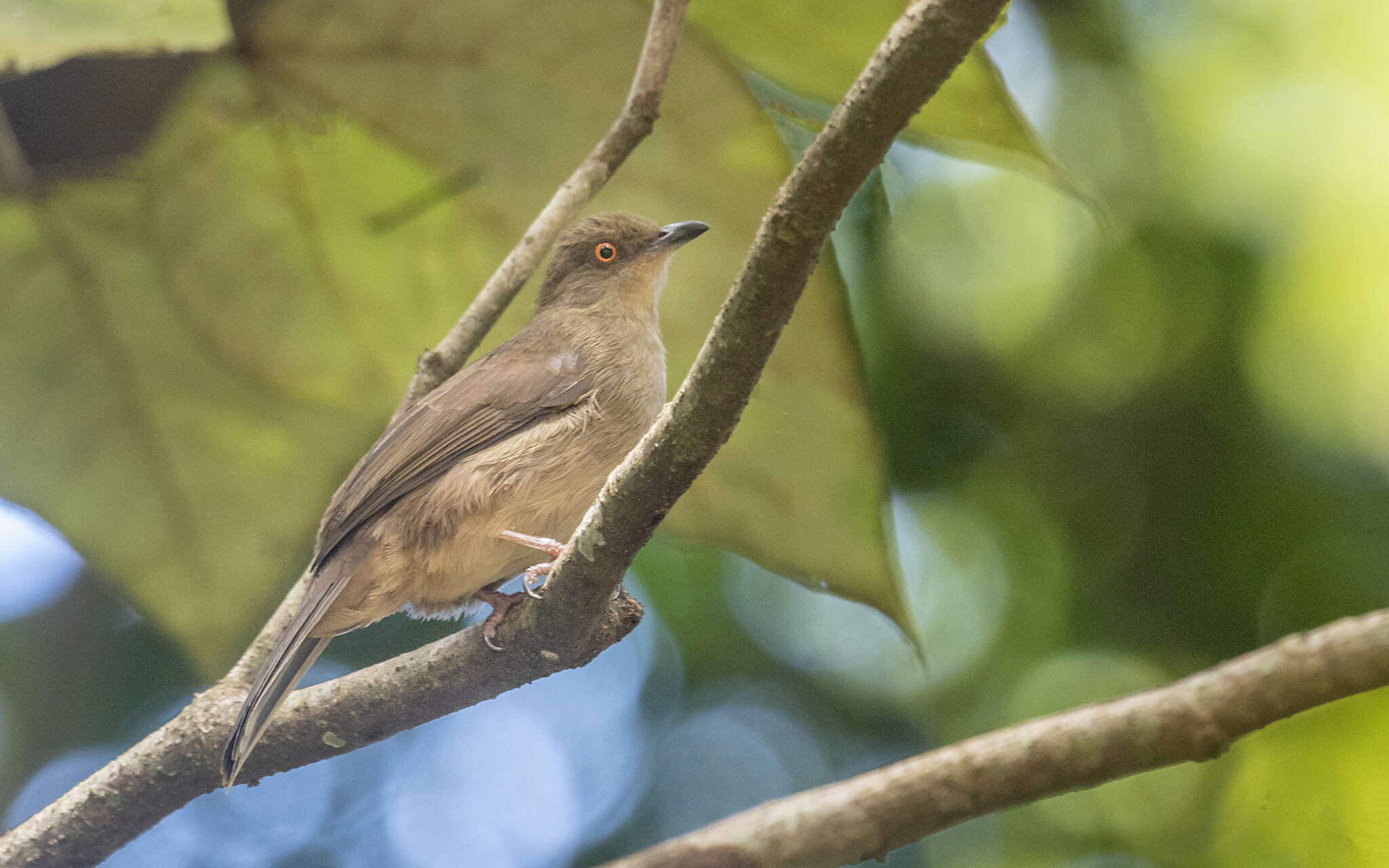 Image of Asian Red-eyed Bulbul