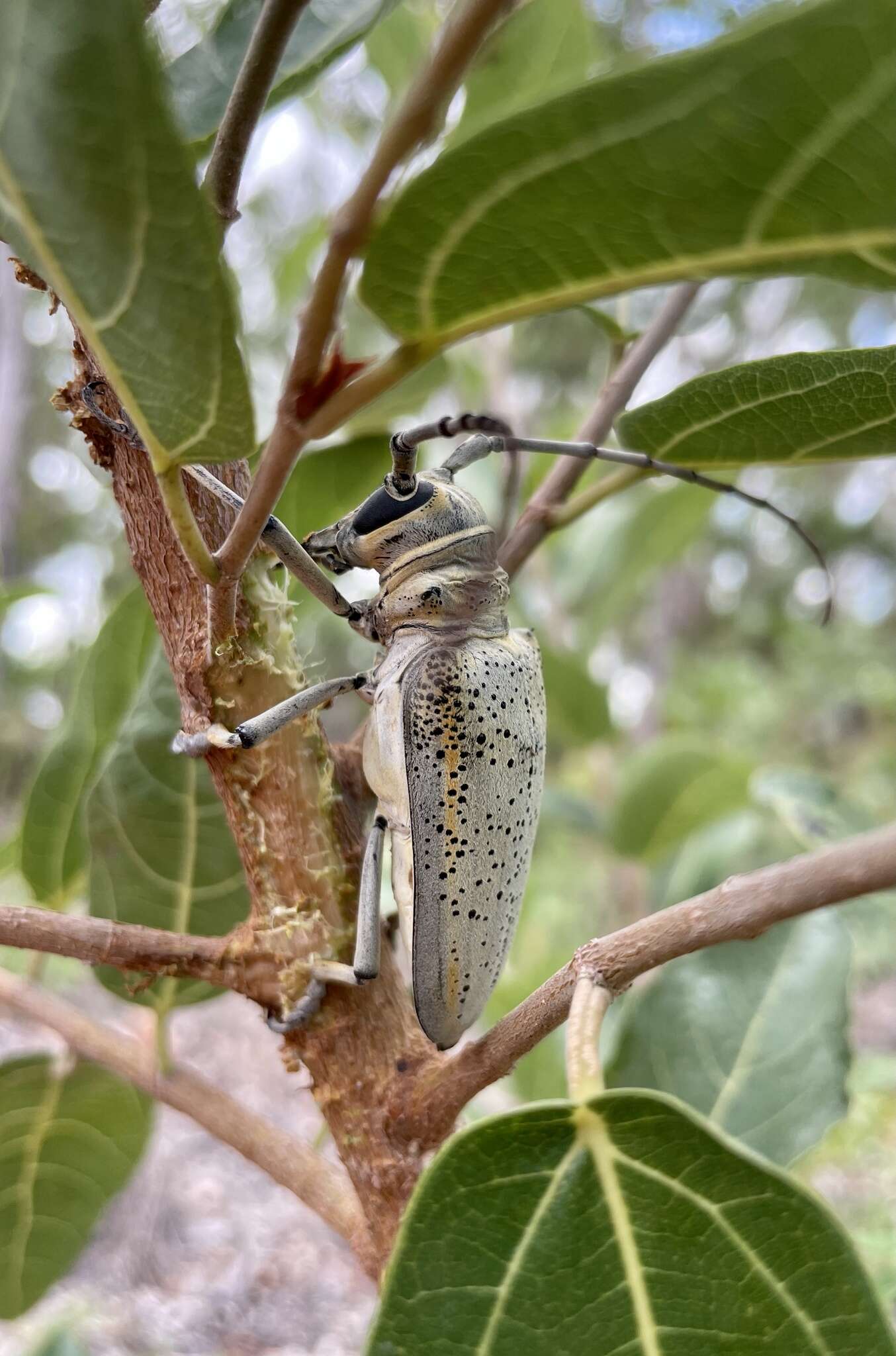 Image of Rosenbergia megalocephala Poll 1886