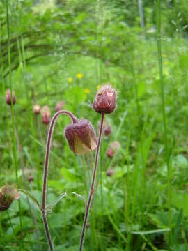 Image of Water Avens