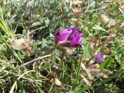 Plancia ëd Astragalus purshii var. tinctus M. E. Jones