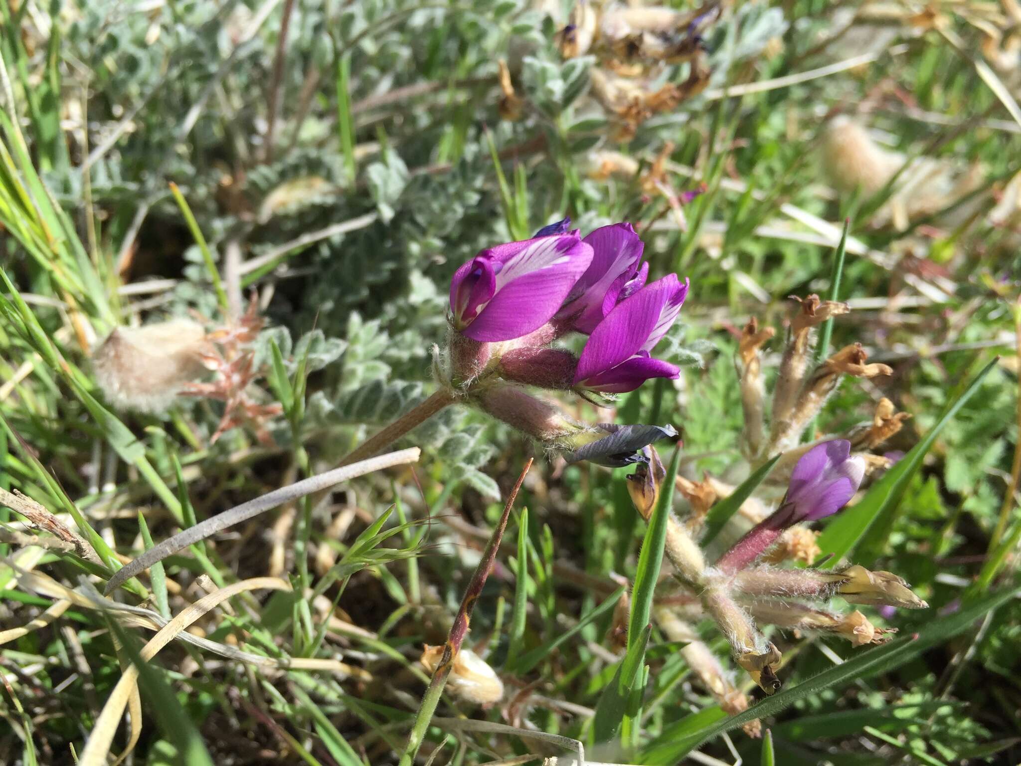 Image of woollypod milkvetch