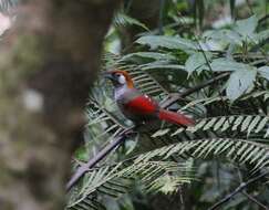 Image of Red-tailed Laughingthrush