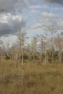 Image of Bald Cypress