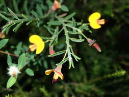 Plancia ëd Bossiaea heterophylla Vent.