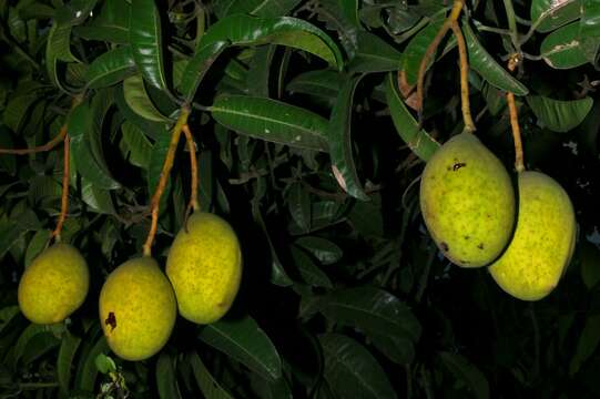 صورة Mangifera odorata Griff.