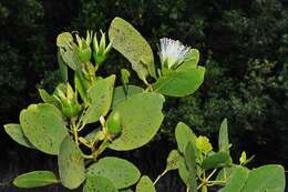 Image of Mangrove apple