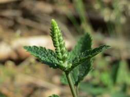 Слика од Teucrium scorodonia L.