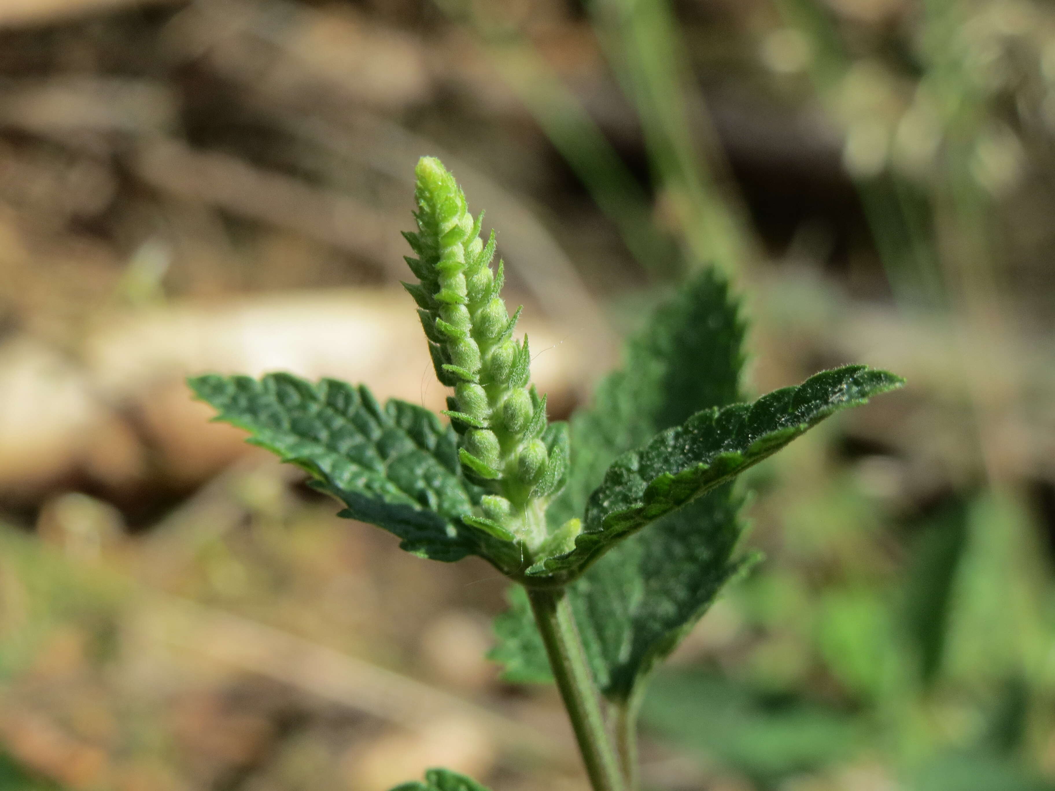 Слика од Teucrium scorodonia L.