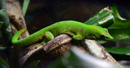 Plancia ëd Phelsuma madagascariensis Gray 1831