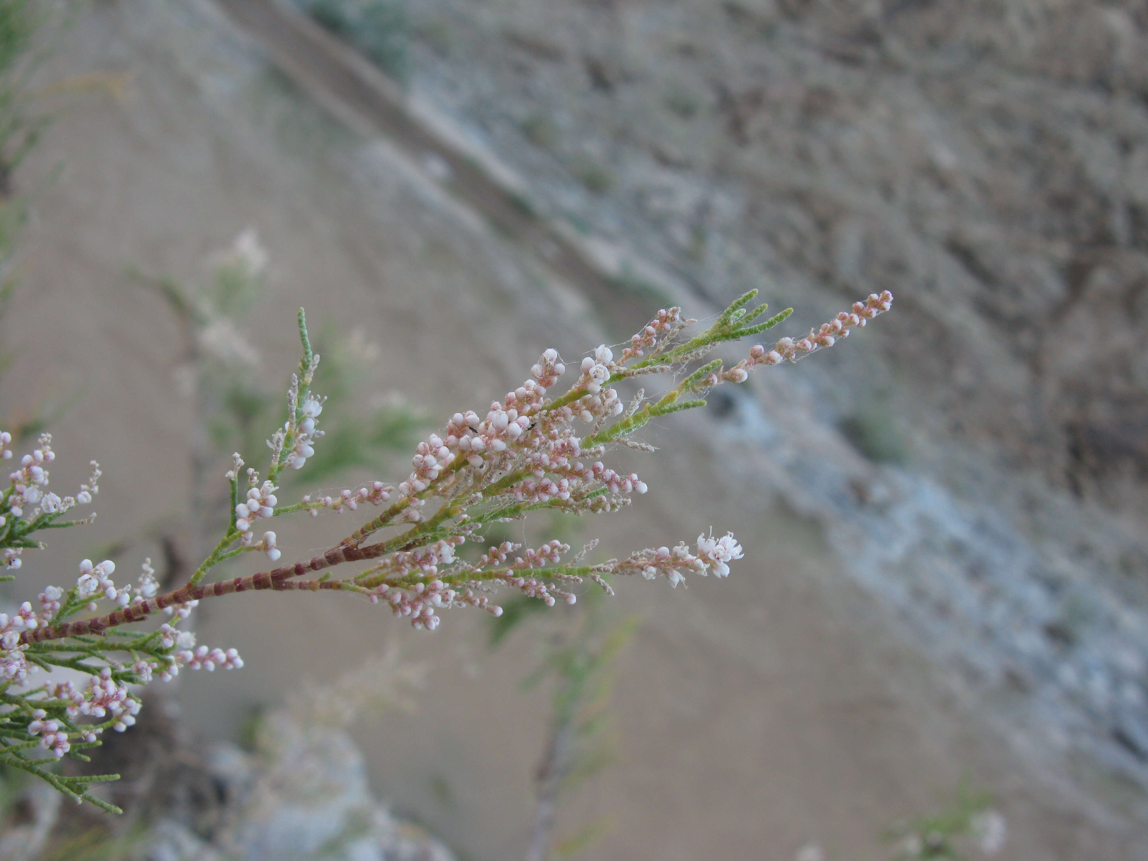 Image de Tamarix usneoides E. Mey.