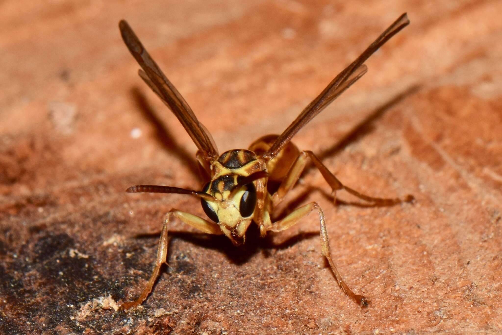 Image of Mischocyttarus angulatus Richards 1945