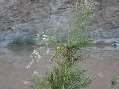 Image of Tamarix usneoides E. Mey.