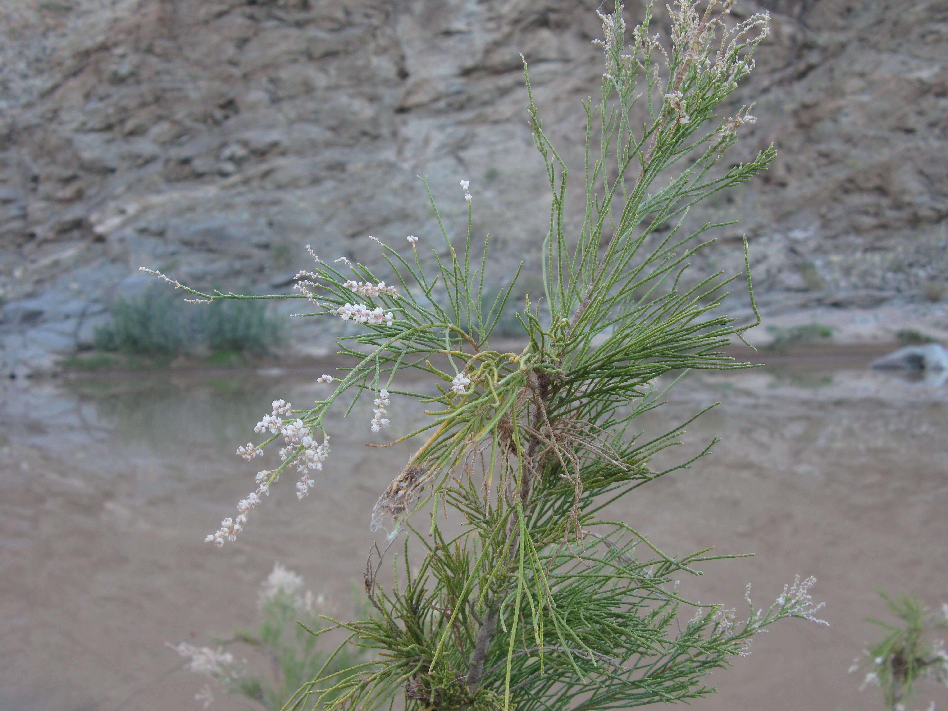 Image de Tamarix usneoides E. Mey.