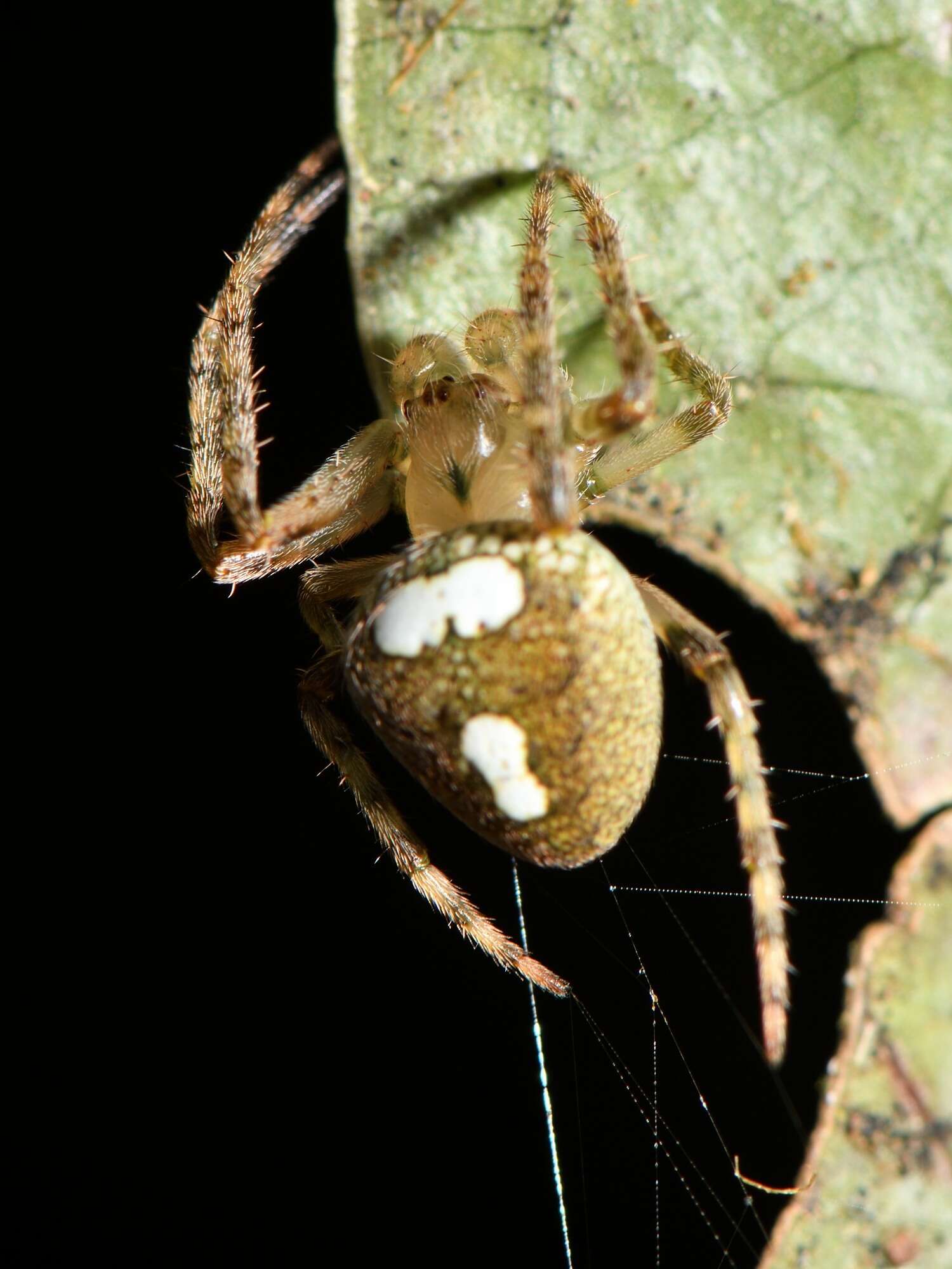 Image of Zealaranea trinotata (Urquhart 1890)