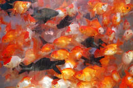 Image of Goldfish