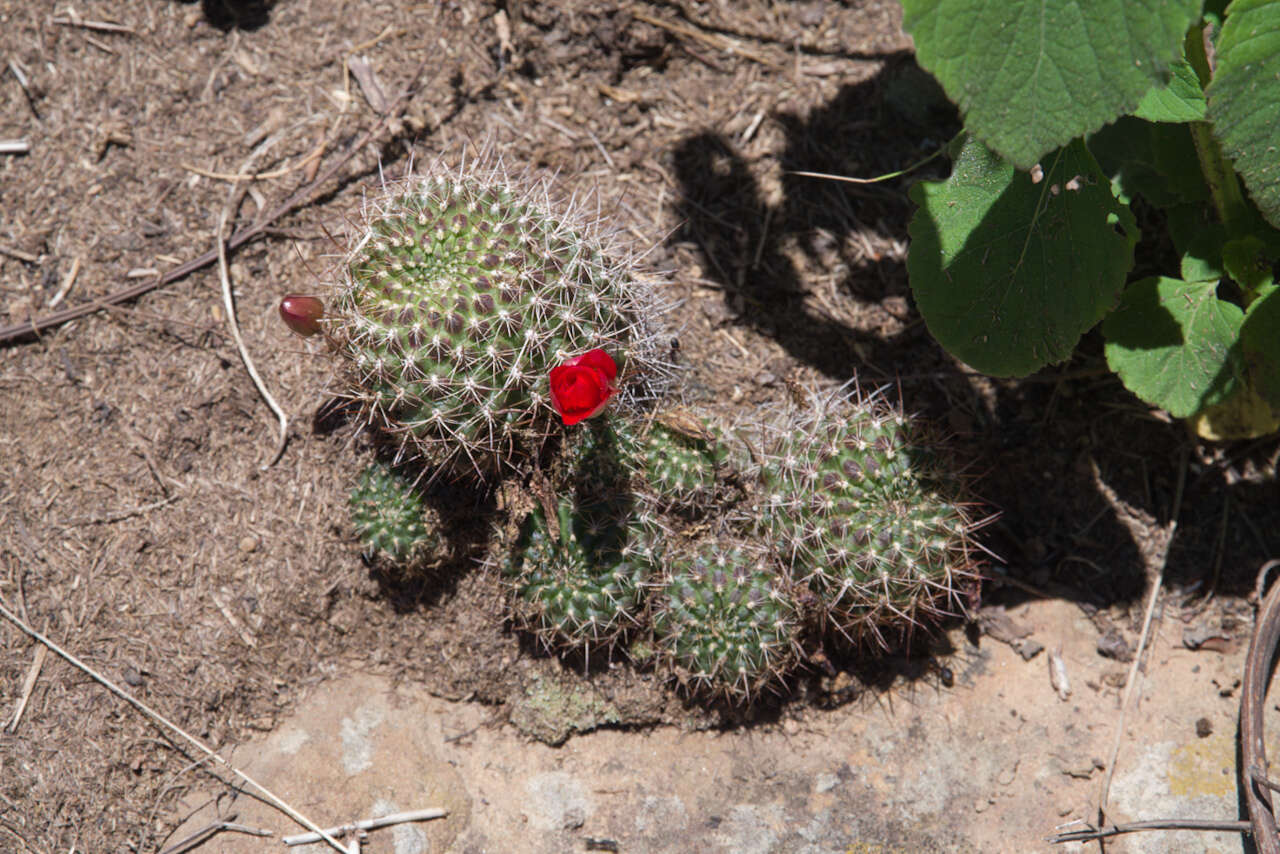 Image of Aylostera kupperiana