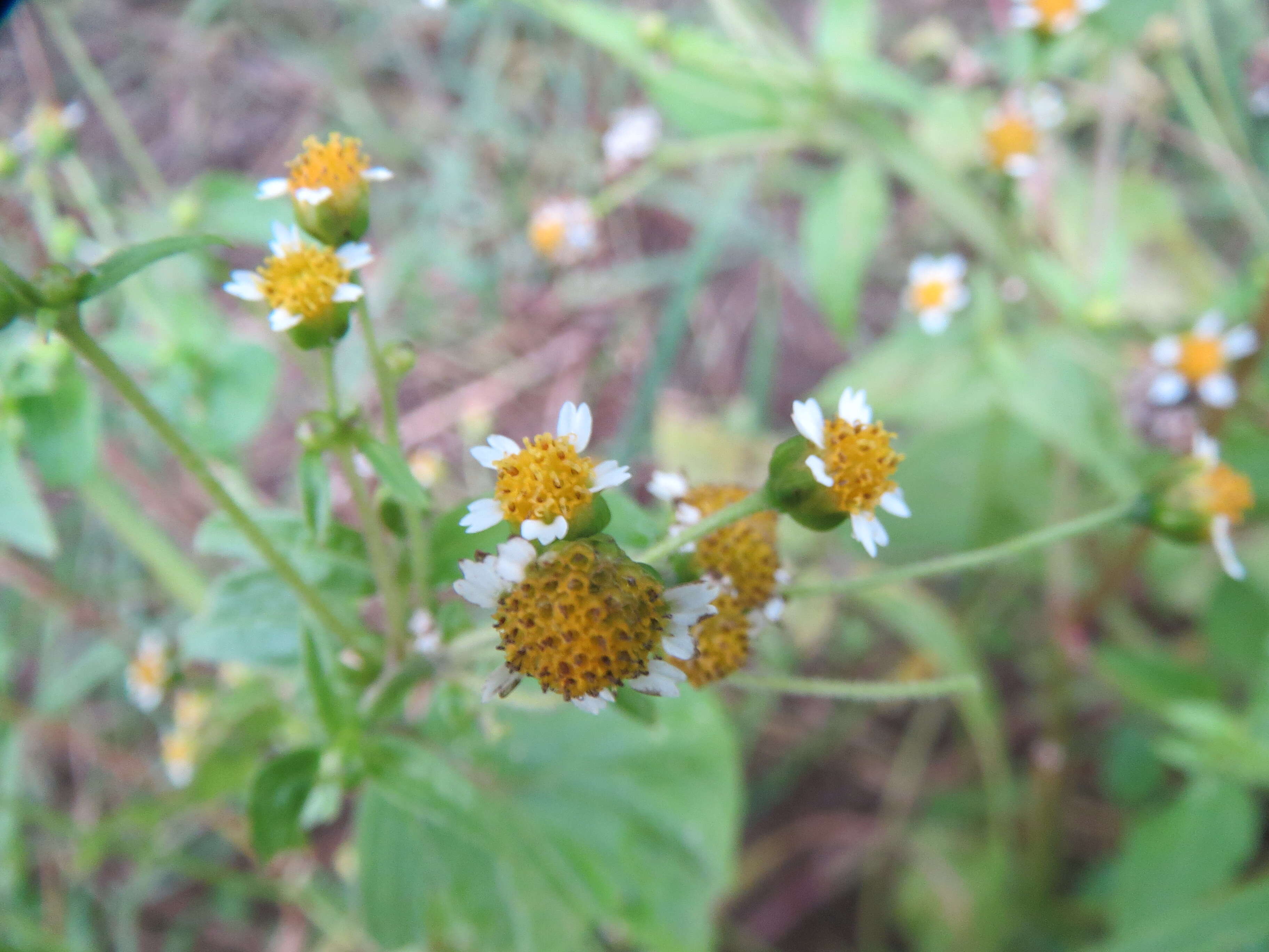 Galinsoga parviflora Cav. resmi