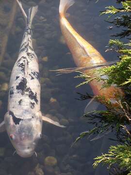 Image of common carp, carp